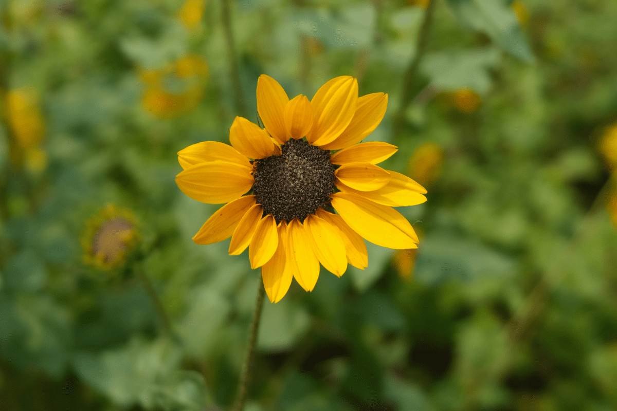 Sunflower-potrait